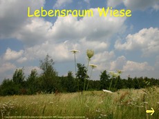 Präsentation-Lebensraum-Wiese.pdf